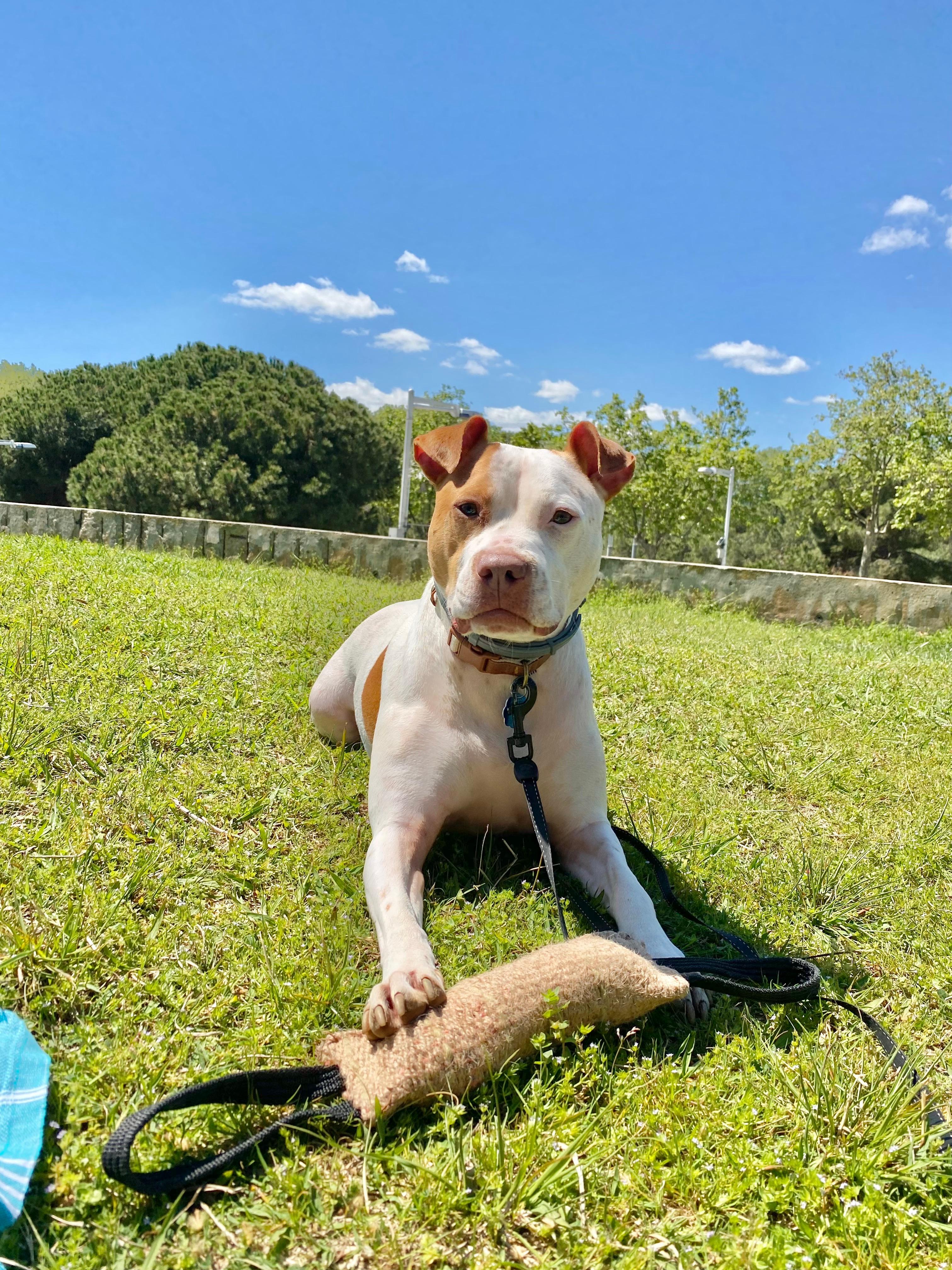 Dog Parks in Barcelona